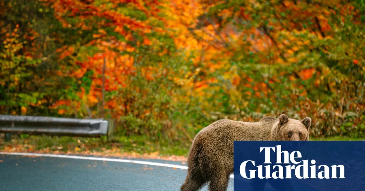 Hairpin Bends and Bears: Readers Share Favourite European Road Trips