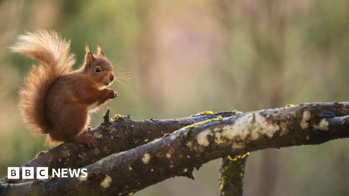 One in Six Species at Risk of Extinction in Great Britain, Report Warns
