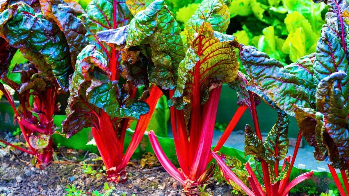 Remove Rhubarb Flower Stalks Now For Better Harvest