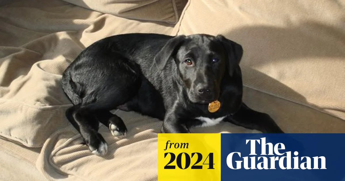 Rescue Dog’s Egg Theft Leads to Unexpected Hatchling