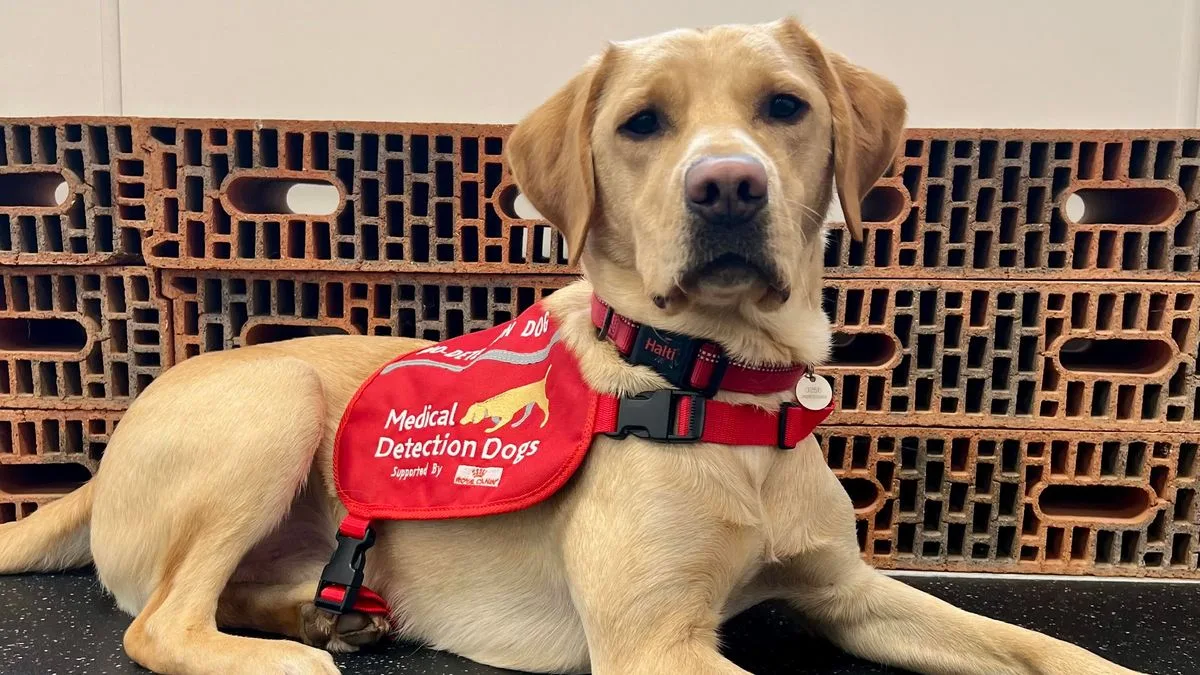 Rescue Dog Trained to Detect Deadly Lung Infection