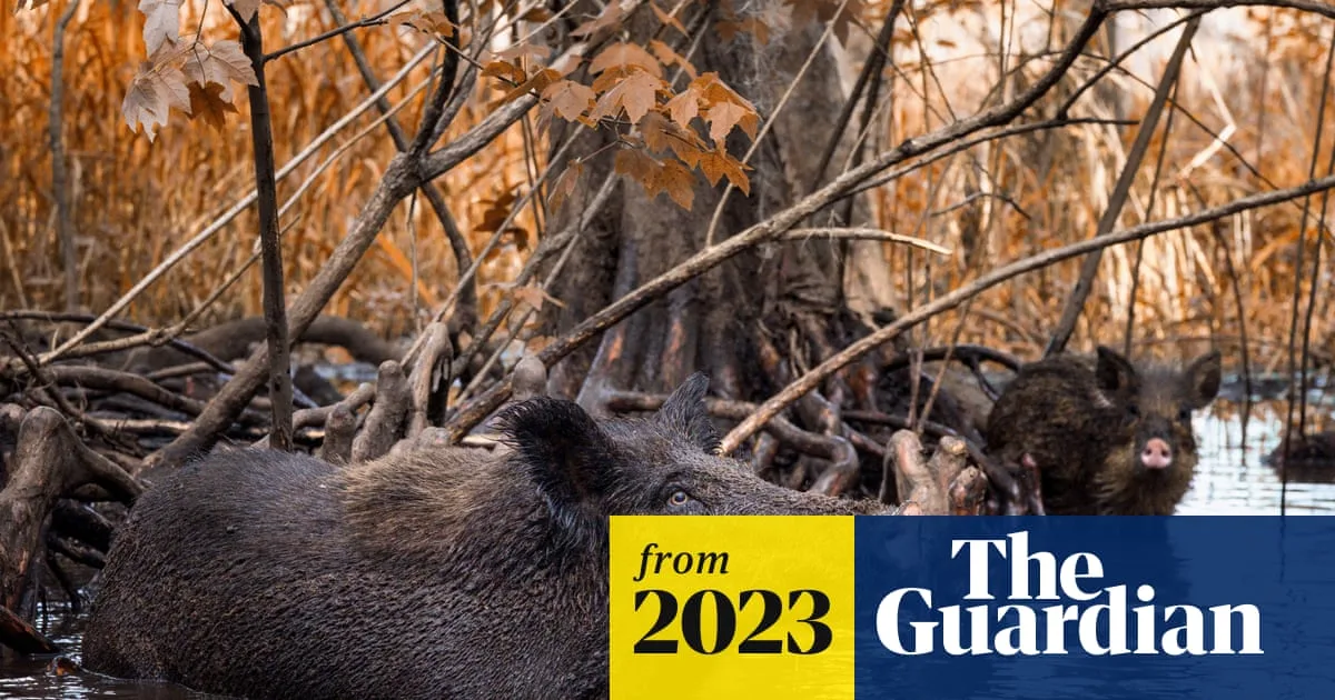 Wild Boar Menace Sparks Culinary Solution in Texas