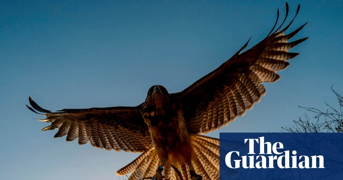 Be More Bird by Candida Meyrick review – a contrived addition to the avian self-help genre
