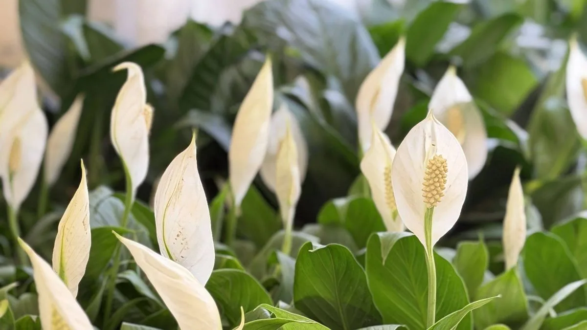 Rice Water Fertiliser: The Kitchen Scrap That Makes Peace Lilies Bloom