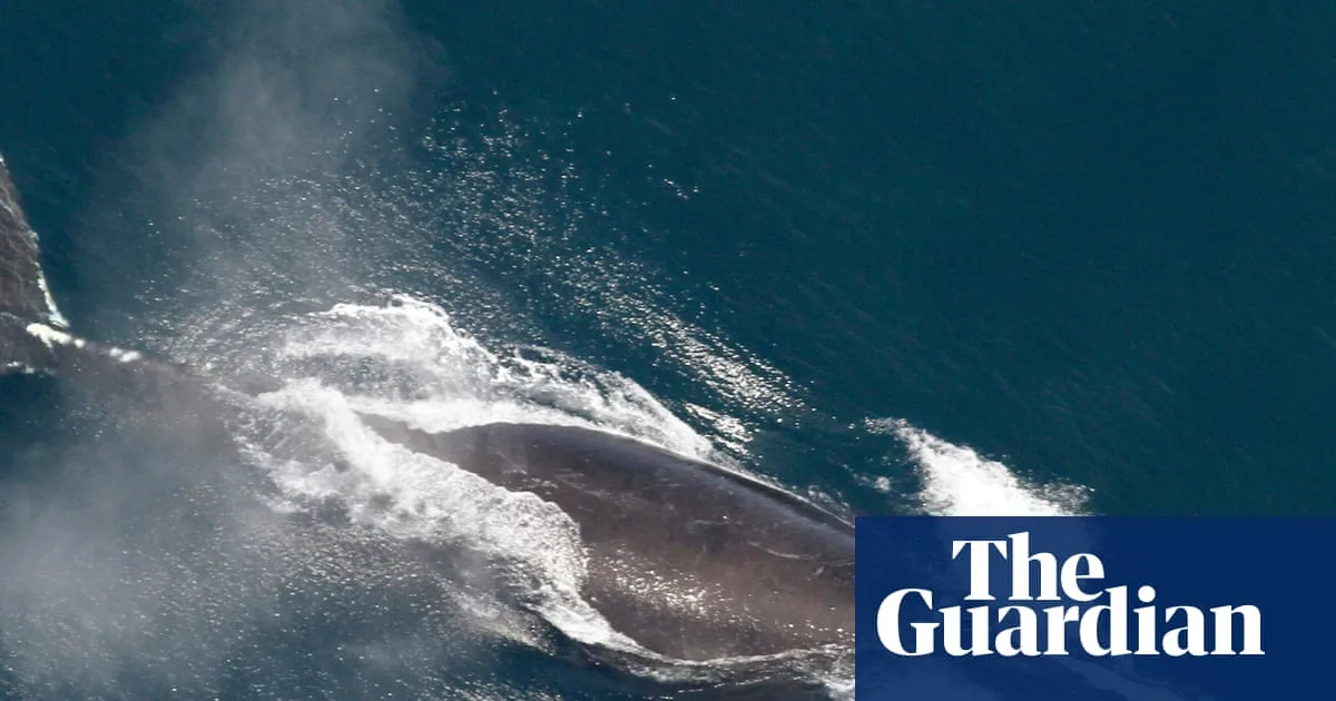 North Atlantic Right Whale Population Slowly Increasing After Decade of Decline
