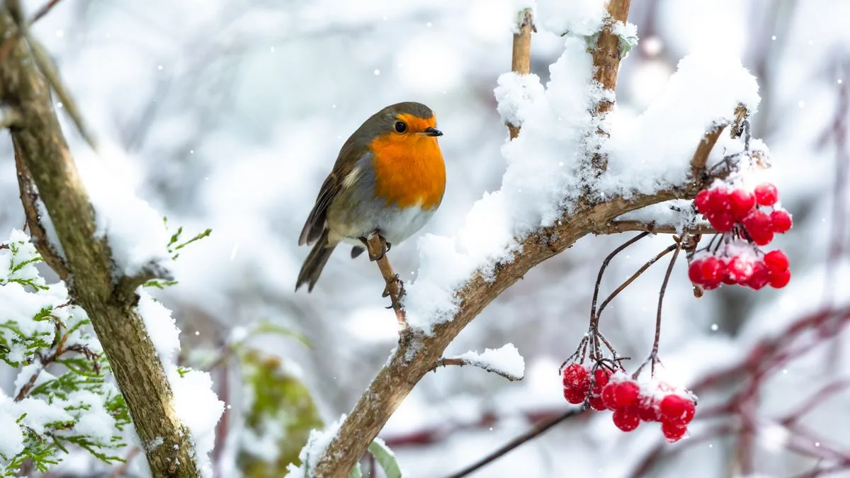 Psychic Sally Morgan Reveals the Spiritual Meaning Behind Robin Sightings