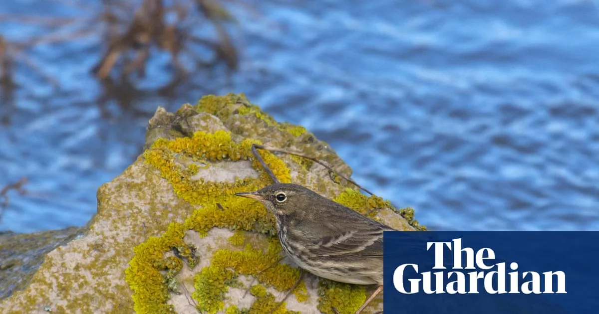 Rock Pipit's Aerial Display Steals Show on Dorset Coast