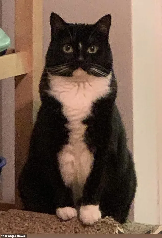 Cat's Markings Resemble Alfred Hitchcock in Viral Image