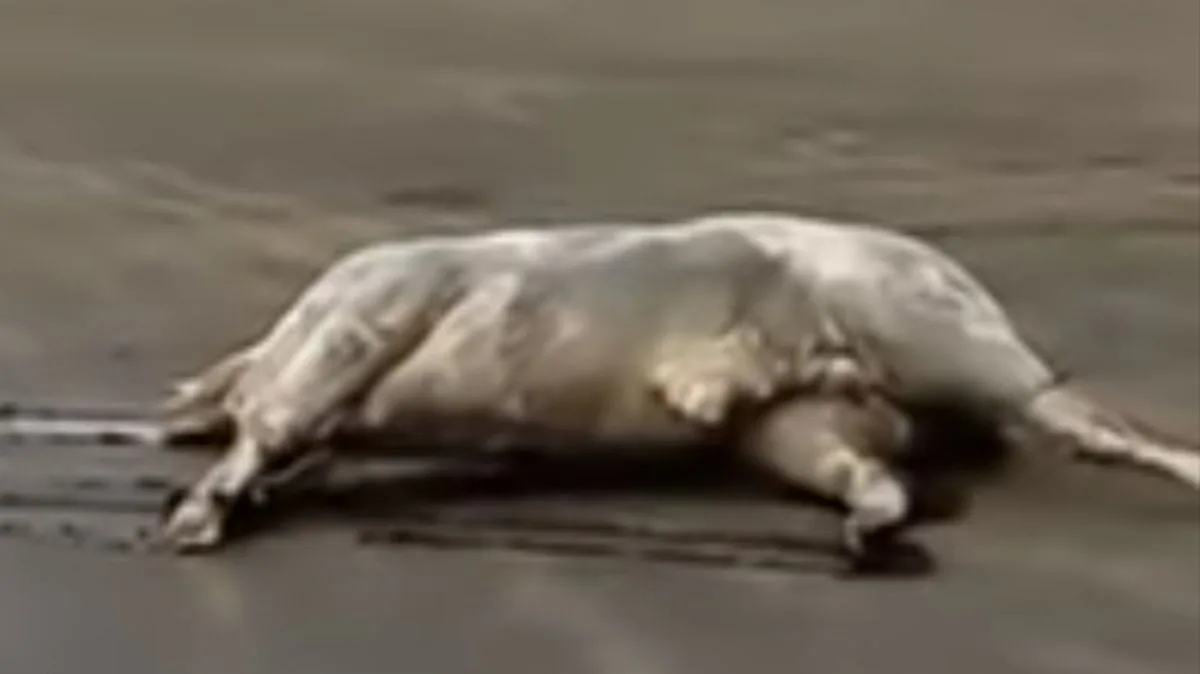 Rotting Cows Blight Spanish Beaches