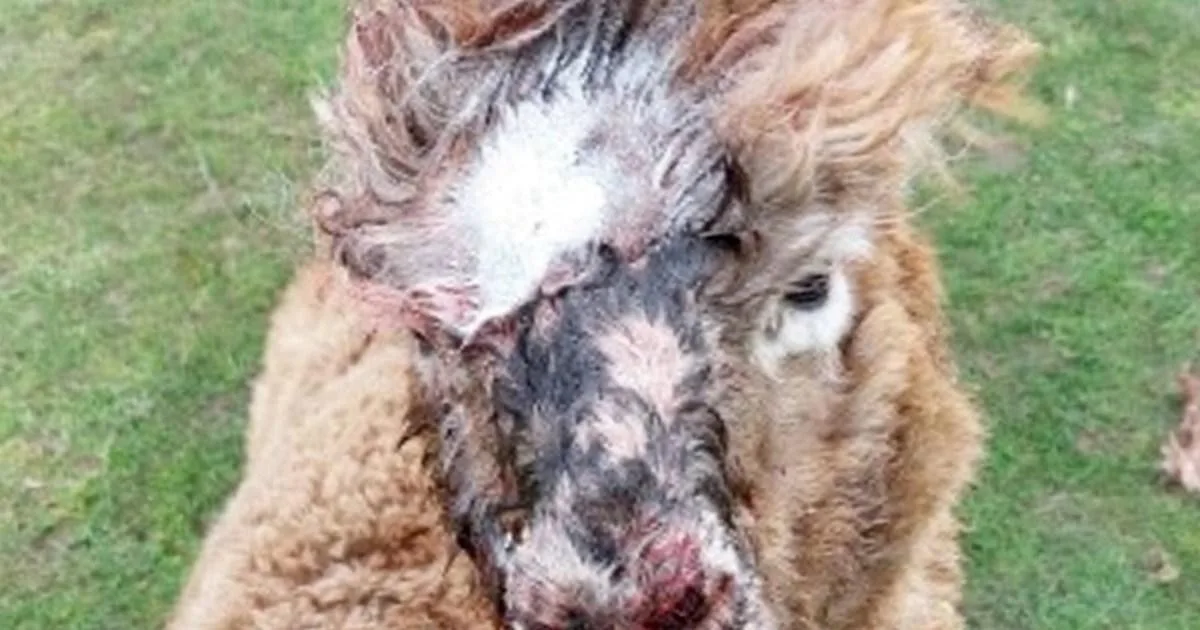 Four alpacas killed in Cambridgeshire dog attack
