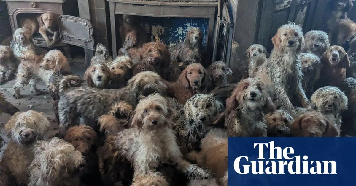 RSPCA rescues 250 dogs, denies AI image claims