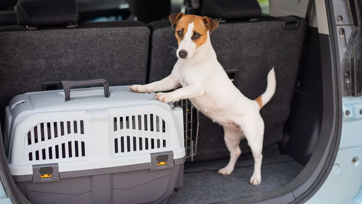 RSPCA Warns Dog Owners to Avoid Walks During UK Heatwave