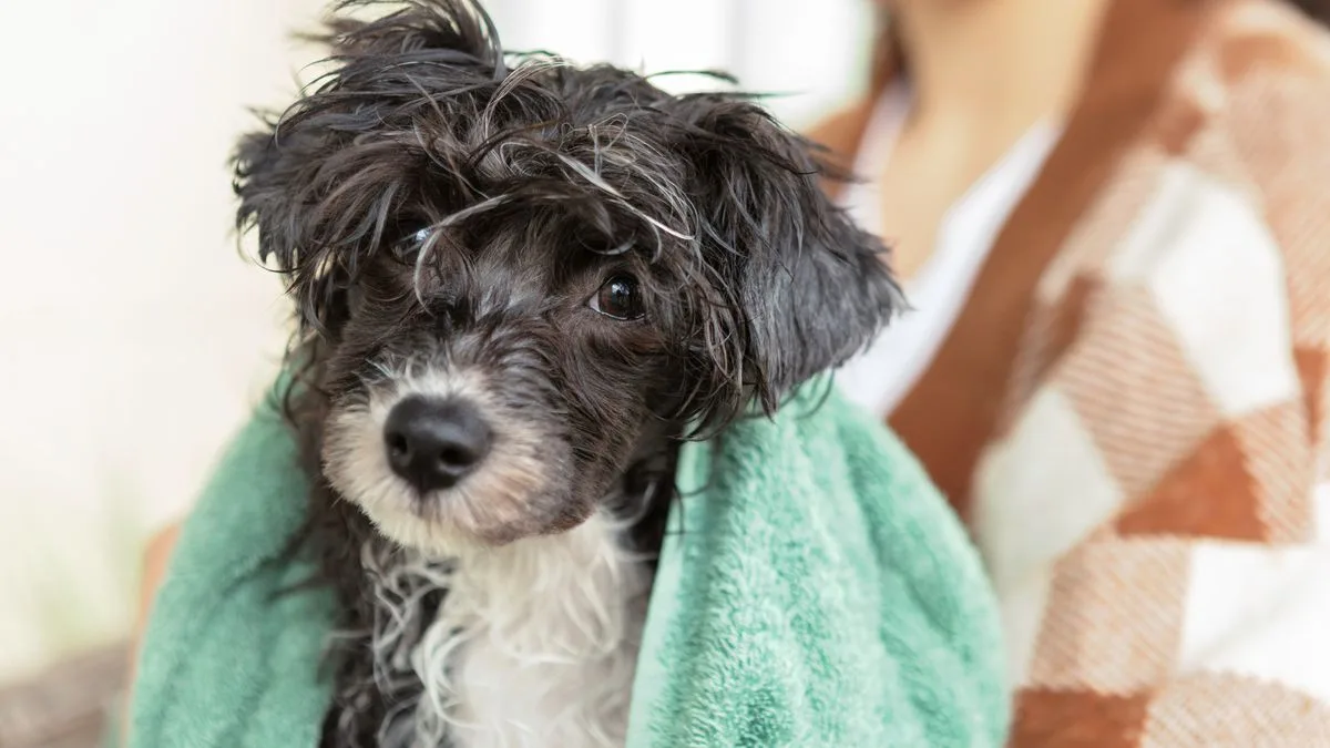 RSPCA Warns Dog Owners: Don't Put Damp Towels Over Your Pet