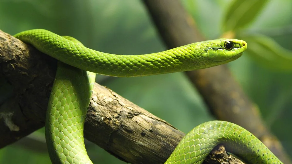 RSPCA issues nationwide alert as escaped snakes 'on the loose'