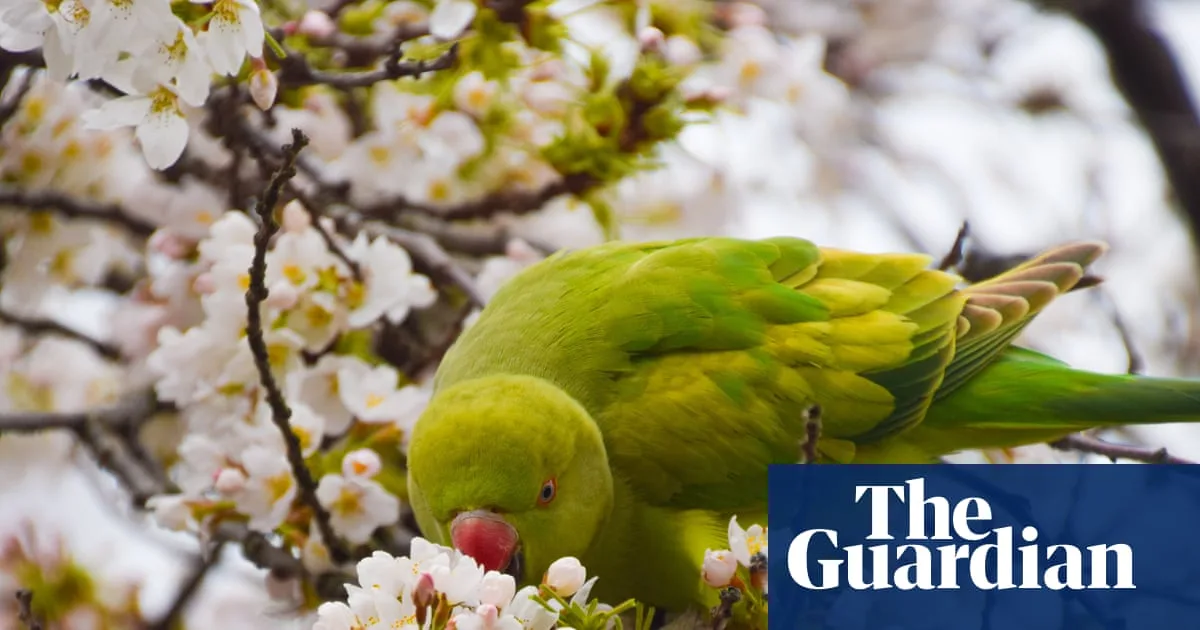 Rubber snakes offer solution to invasive parakeets at bird tables