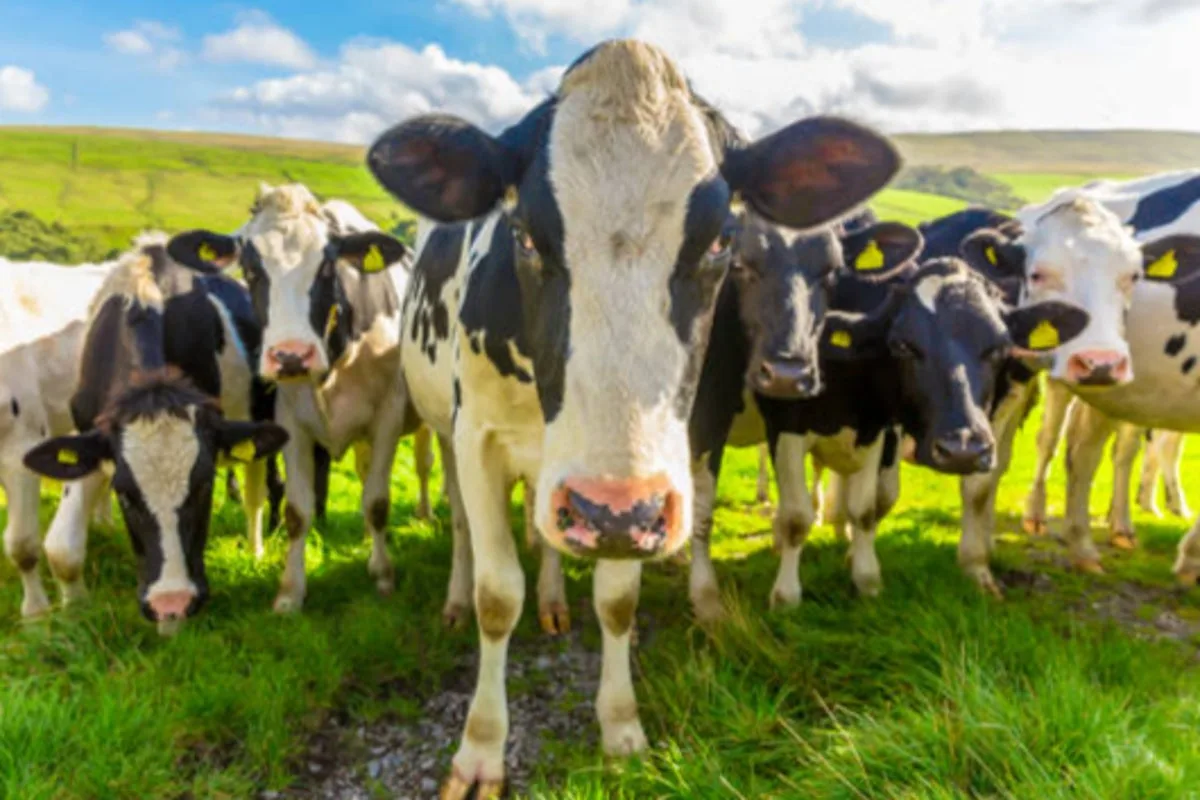 Russia Declares Cattle Disease Emergency as Siberian Farmers Protest Culls