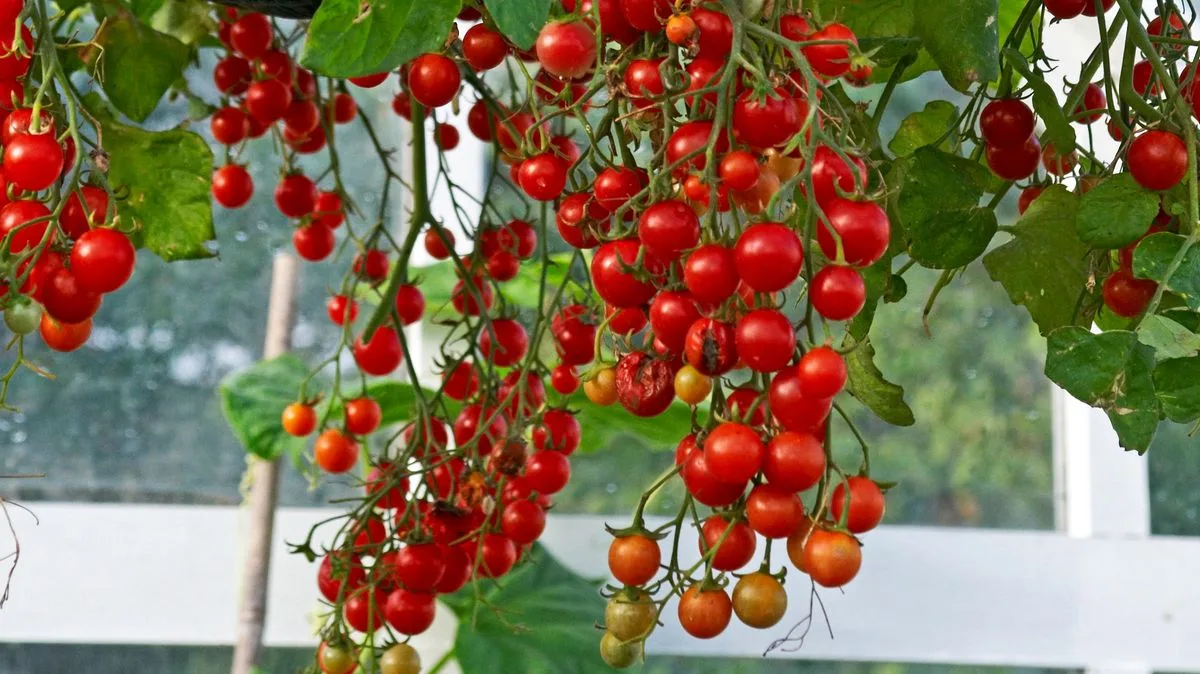 Salmonella Outbreak in UK Linked to Contaminated Tomatoes from Italy