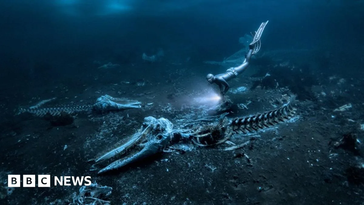 Sardines Form Skull In Eerie Underwater Photo