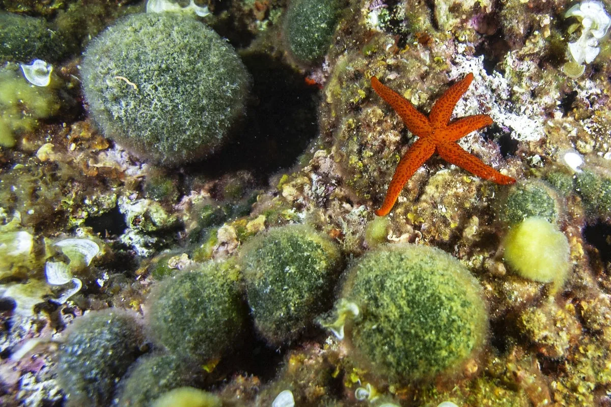 Argentines Captivated by Livestream of Deep Sea Secrets