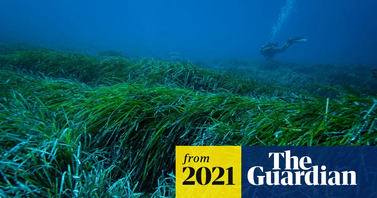 Seagrass 'Neptune Balls' Trap Plastic Pollution on Mediterranean Beaches