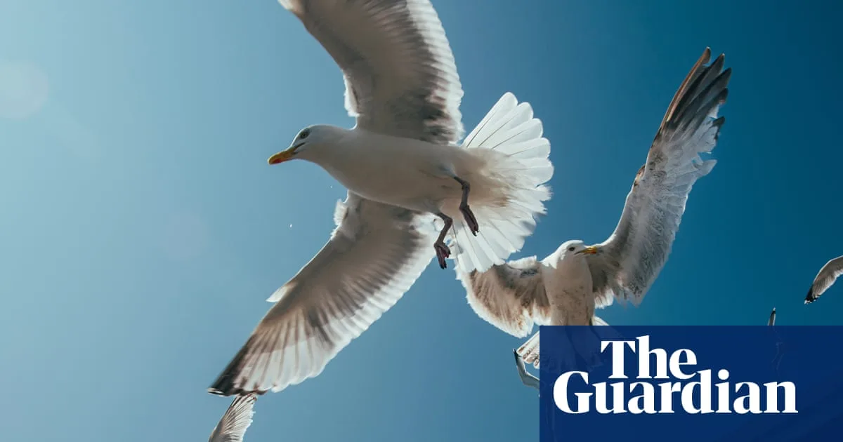 Seaside Town Overrun By Aggressive Seagulls