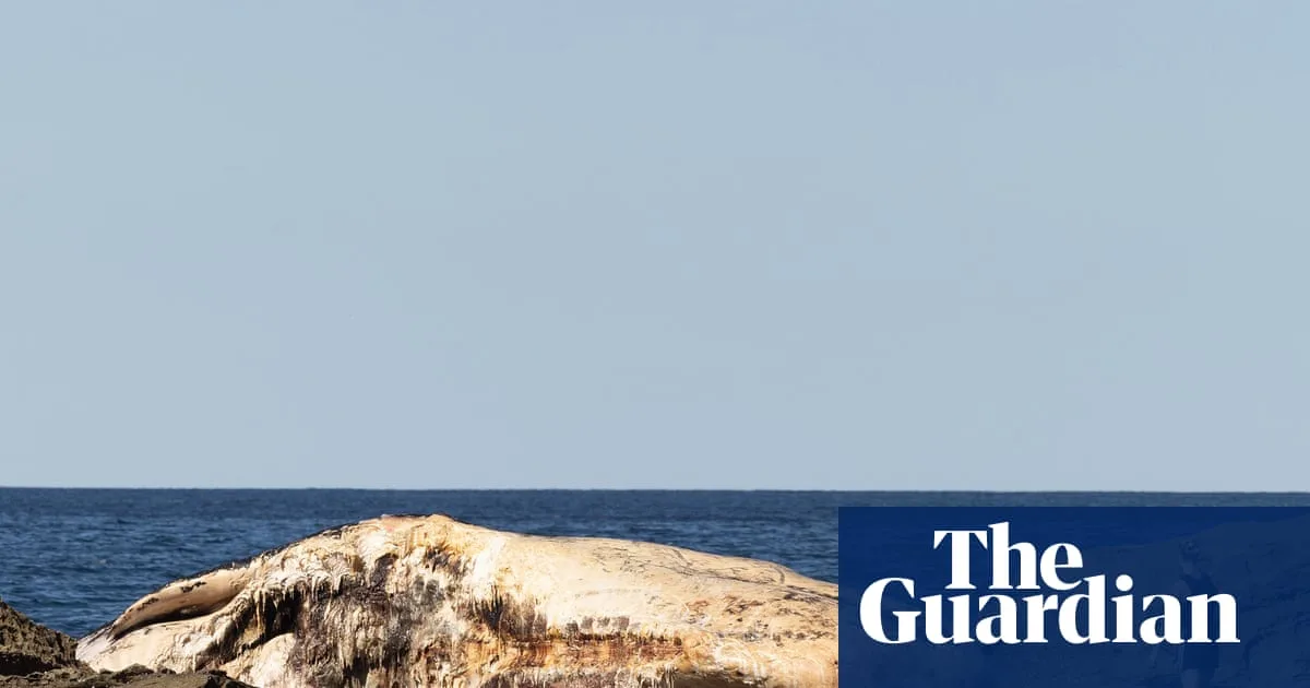 Shark Risk Closes Nine Sydney Beaches After Whale Carcass Find