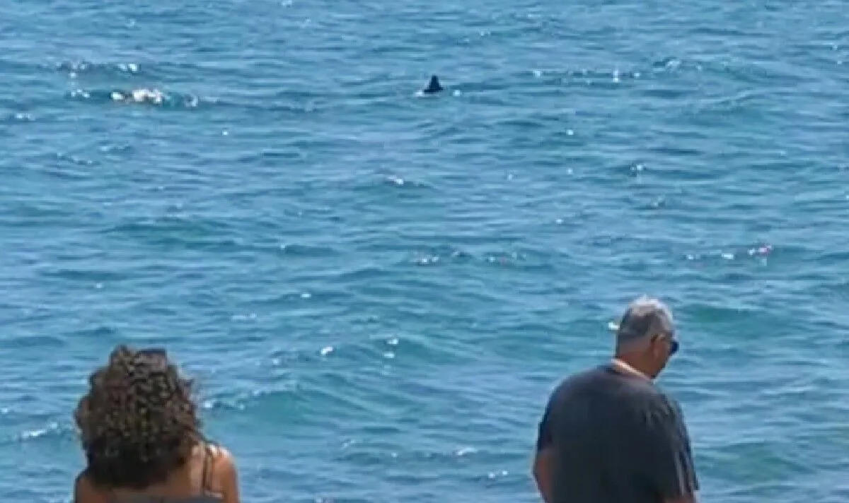 Two-Metre Shark Sighting Prompts Evacuation of French Beach
