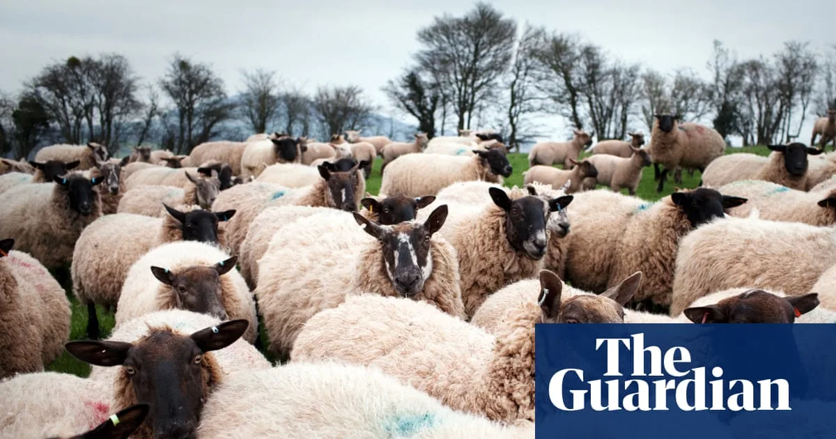 Welsh Farmer Sentenced for Stealing Over 70 Sheep from Neighbour