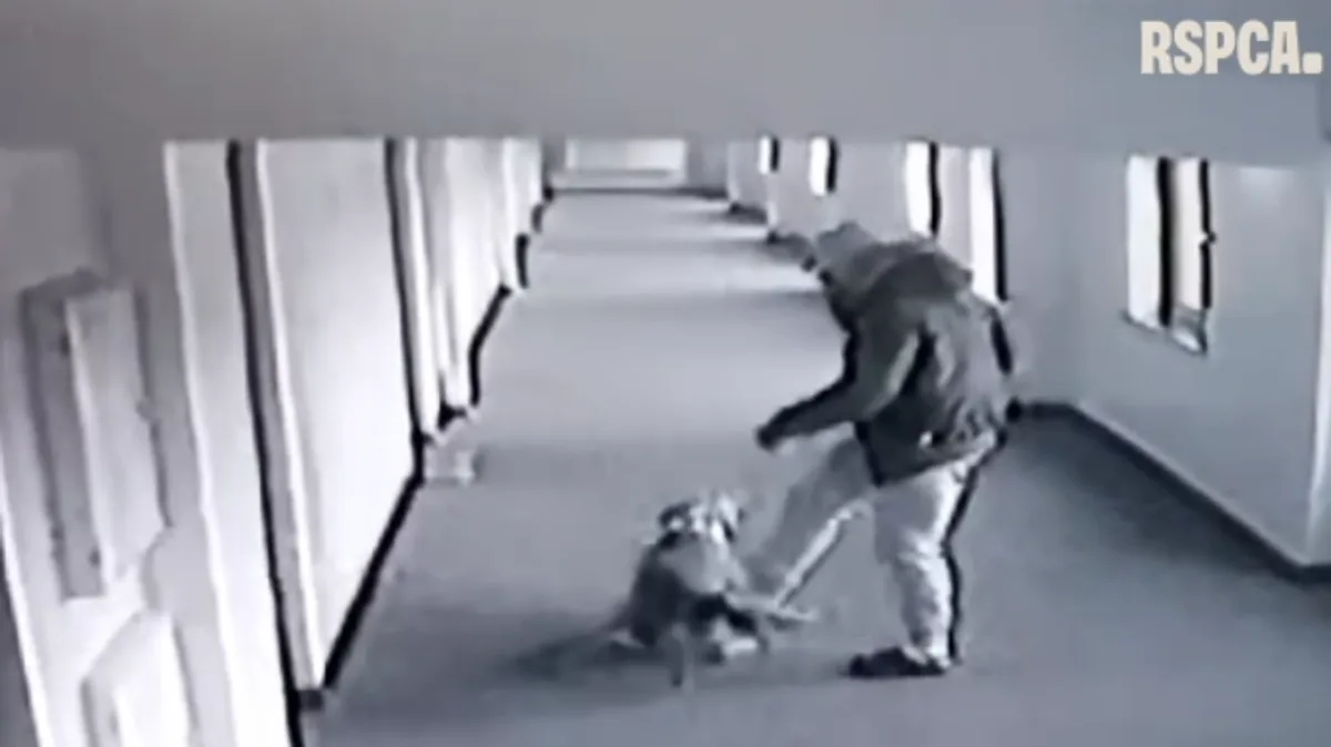 Sheffield Man Banned for Life After Beating Dog