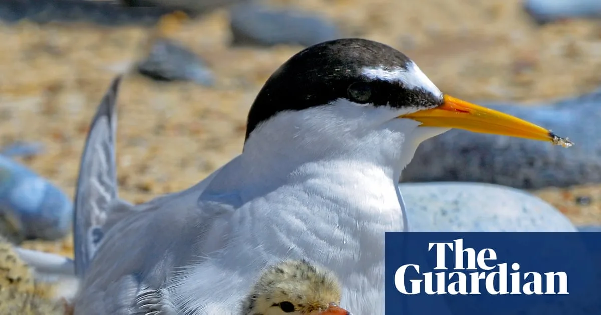 Shorebirds Thrive On Lindisfarne Terns And Plovers