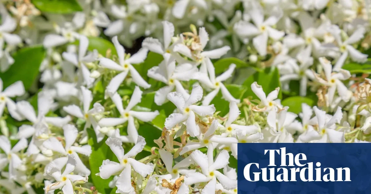Sightsavers Sensory Garden Opens at Chelsea Flower Show