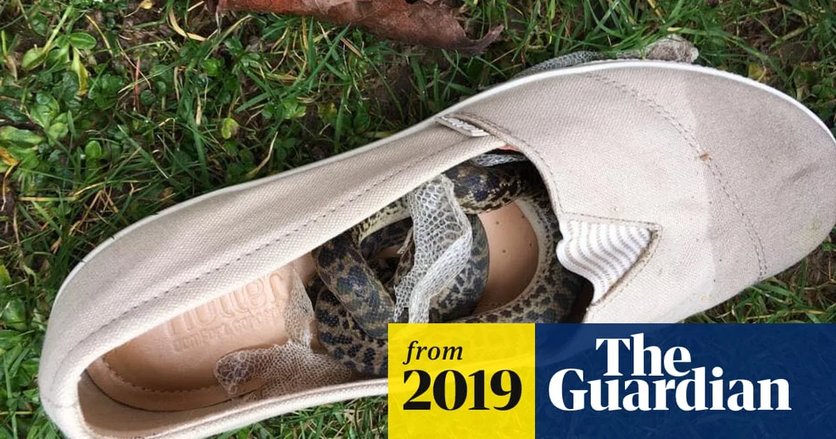 Stowaway Snake Survives 9,300-Mile Journey from Australia to Scotland in Woman's Shoe