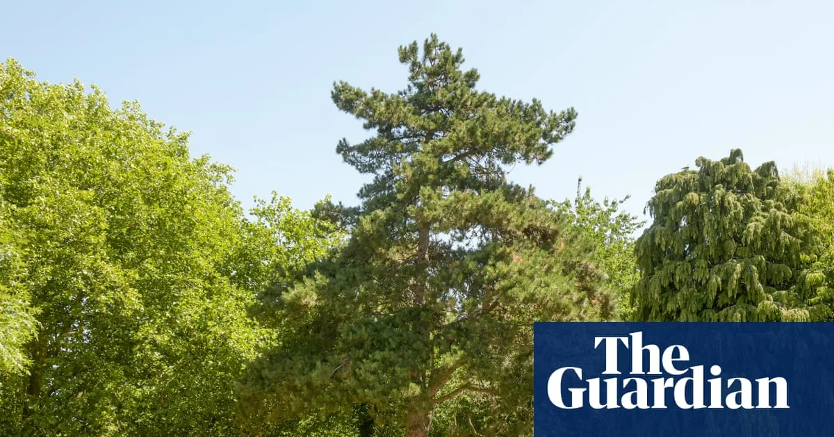 Southampton Airport Gets Green Light to Fell Cemetery Trees