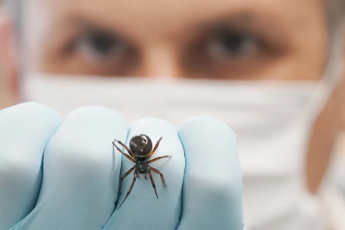 Spider Bite Hospital Admissions Double In England