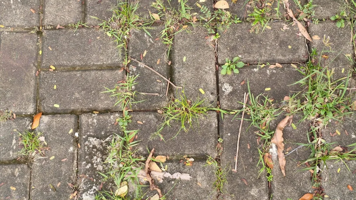 Sprinkle Salt on Patio Cracks to Banish Weeds Naturally