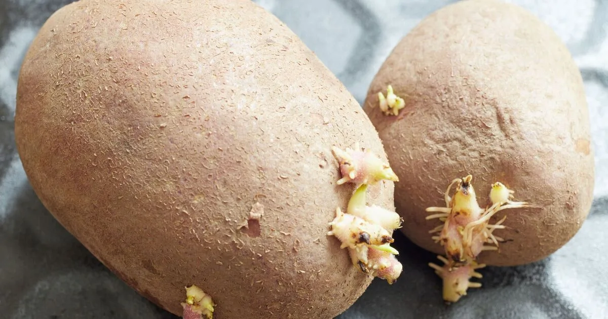 Sprouted Potatoes Safety Tips For UK Households