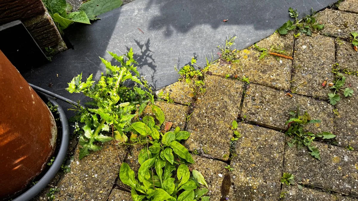 Gardeners Urged to Ditch Weed Killer for Boiling Water and Salt Method