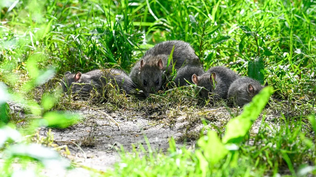 Alan Titchmarsh's Simple Bird Feeder Tip to Keep Rats Out of Your Garden