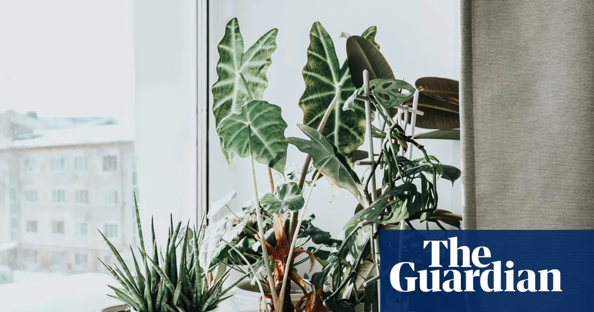 How to Stop Your Houseplants Dying When the Heating Goes On