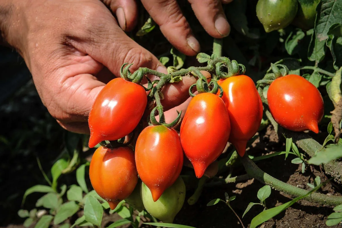 Storage Tomatoes: The Secret to Fresh Tomatoes All Year Round