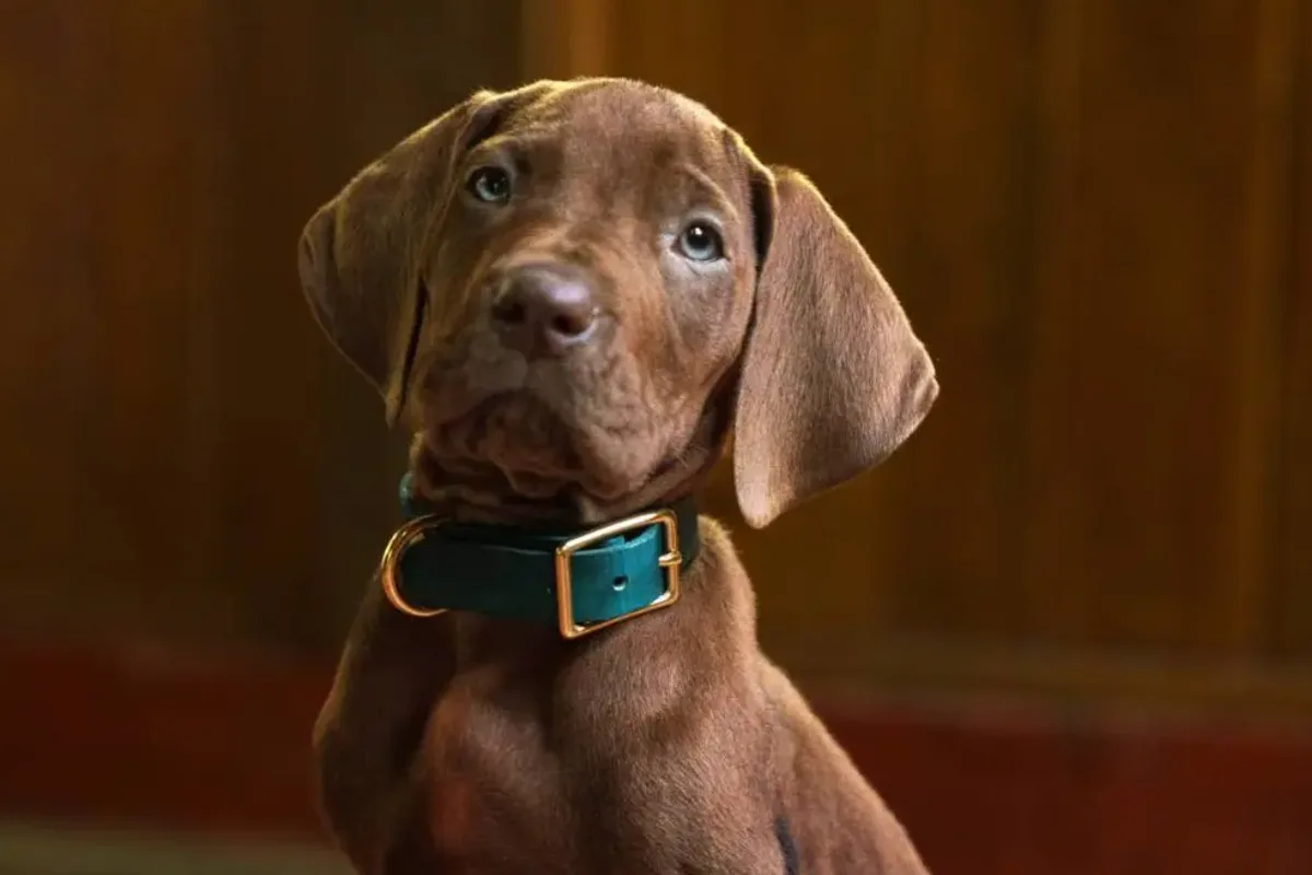 Netflix's Scooby-Doo Live-Action Remake Sparks Fan Backlash Over Dog's Appearance