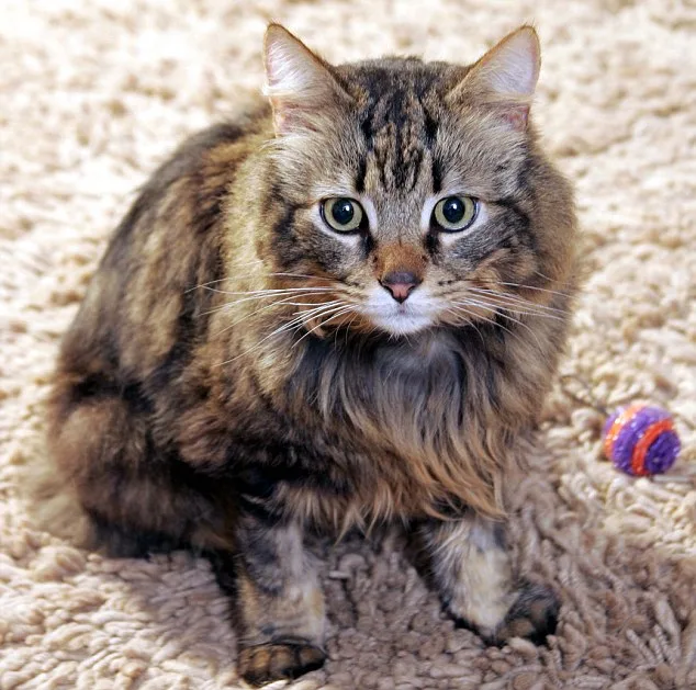 Cat Owners Urged to Microchip Pets as Dog Law Takes Effect