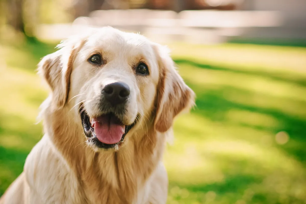 Dogs share emotional genetics with humans, study finds