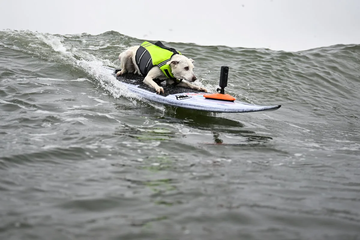 Sugar the Surfing Dog, First Canine in Surfer’s Hall of Fame, Dies at 16