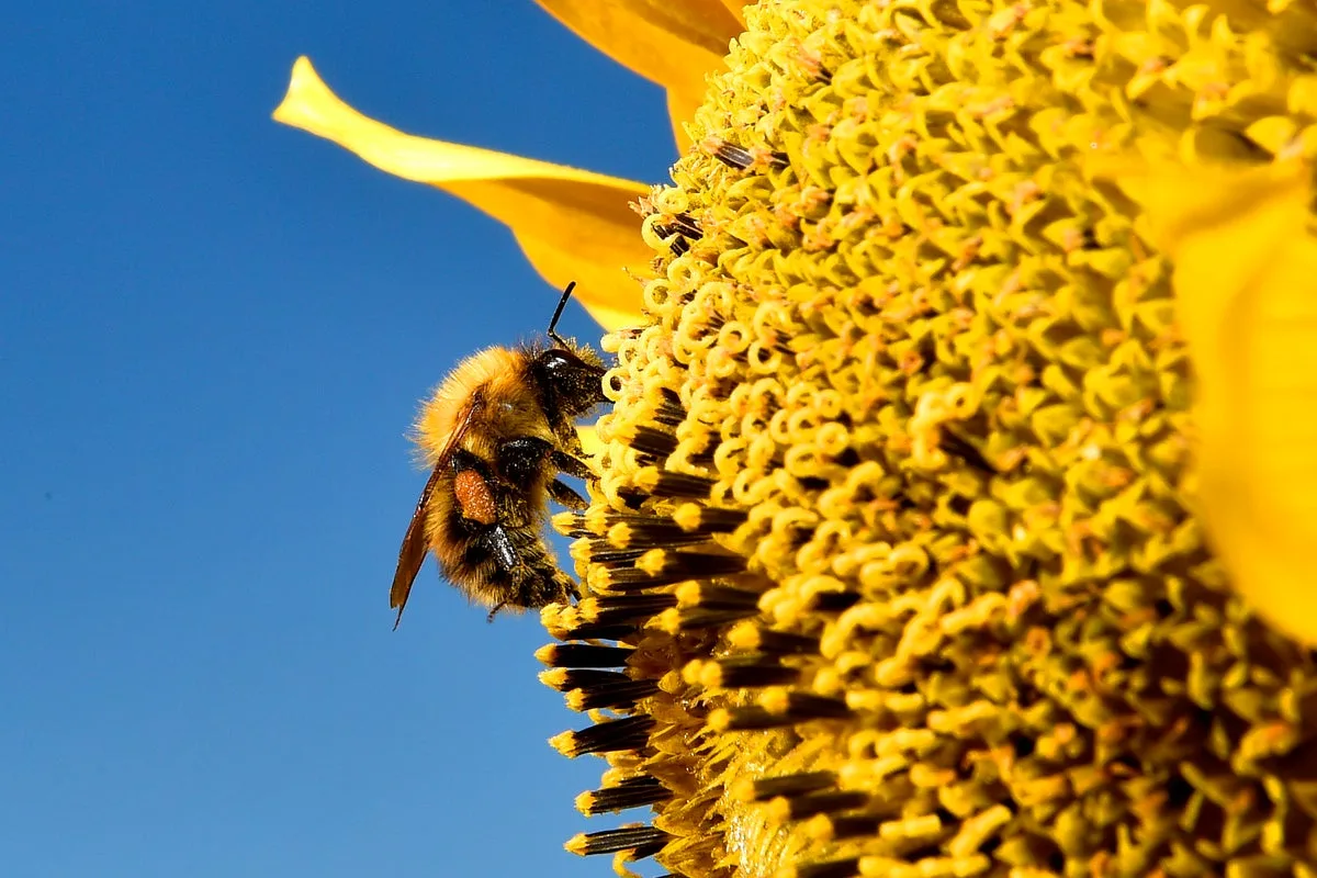 ‘Pollen Bomb’ to Hit UK as Met Office Issues Urgent Warning