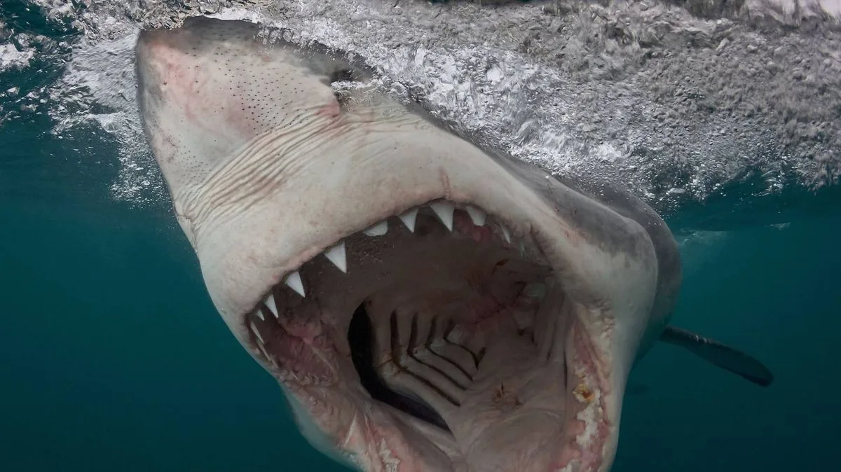 Surfer Killed by Car-Sized Shark in Front of Friends