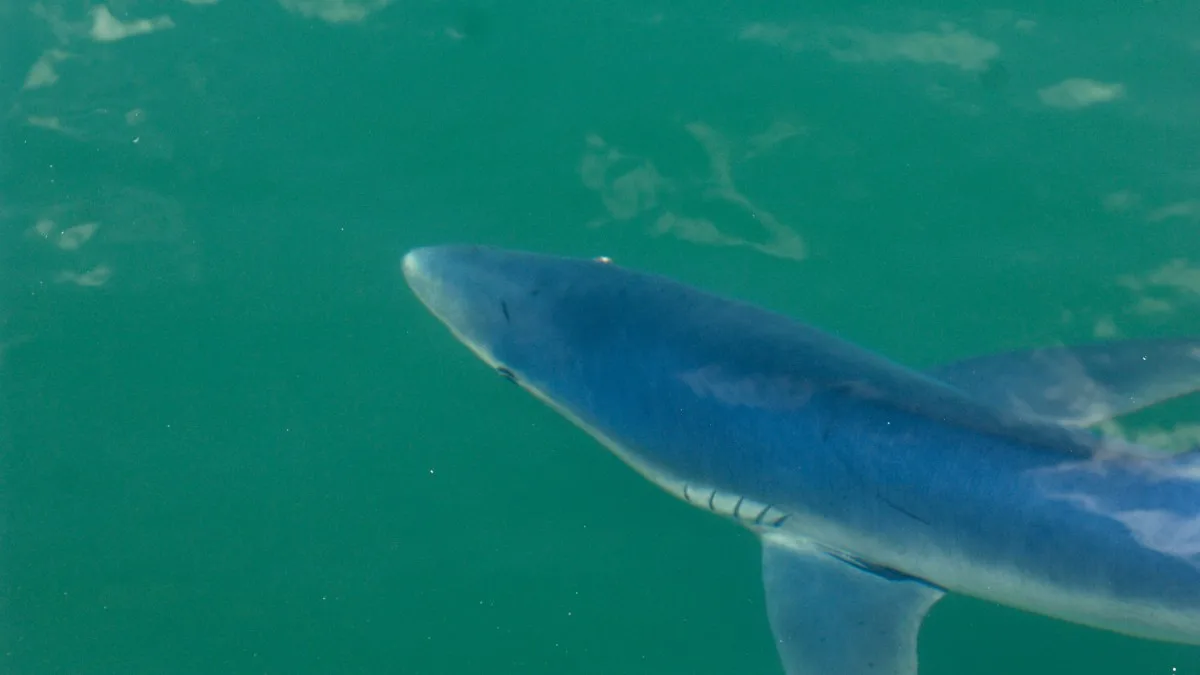 Snorkeller Survives Suspected Shark Bite off Cornwall Coast
