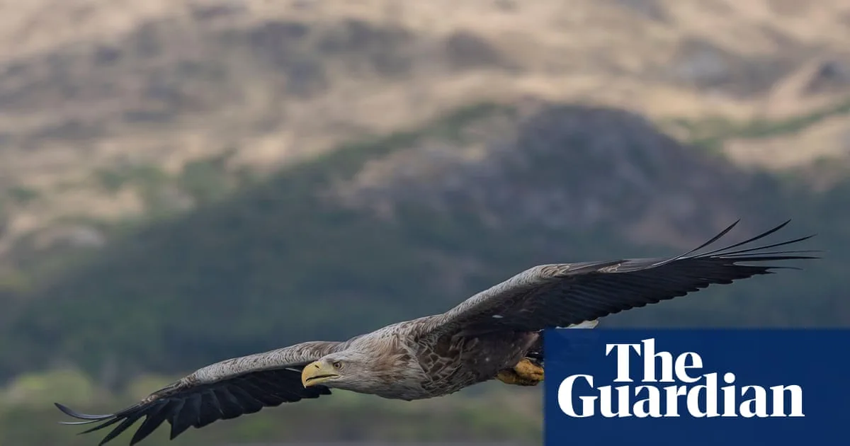 Police Investigate Suspicious Disappearance of Rare White-Tailed Eagles Across UK