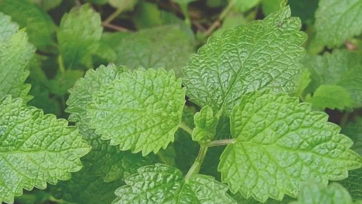 Lemon Balm: A Natural Spider Repellent for UK Homes This Autumn