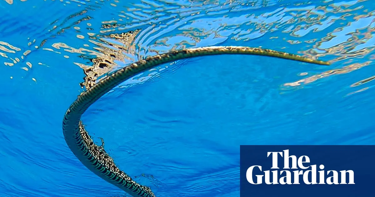 Swimming Snakes Threaten Ibiza's Endemic Lizards